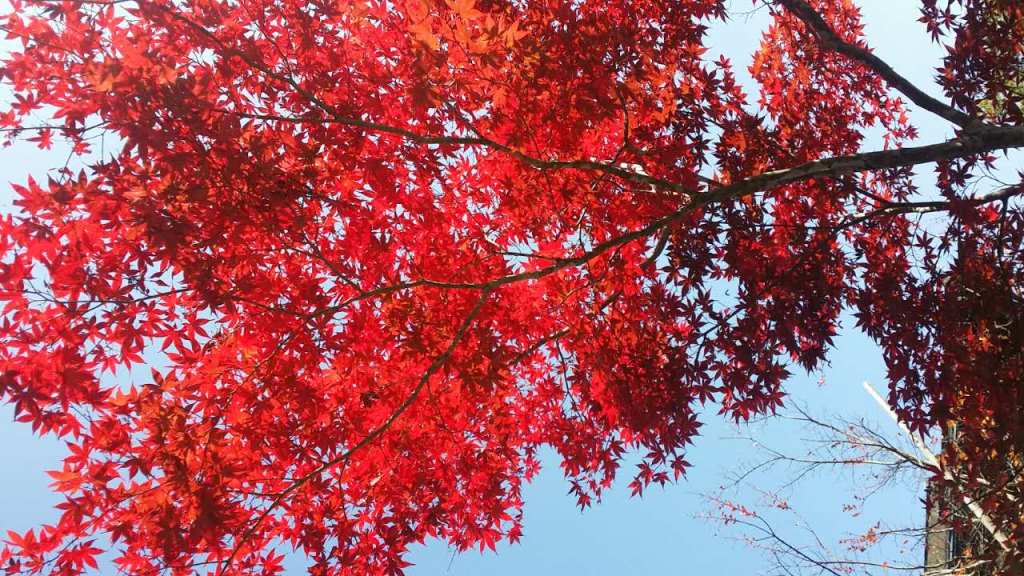 2121�Ƿ���(�й���)�����ٷ���վ